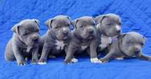 American staffordshire terrier Amstaff