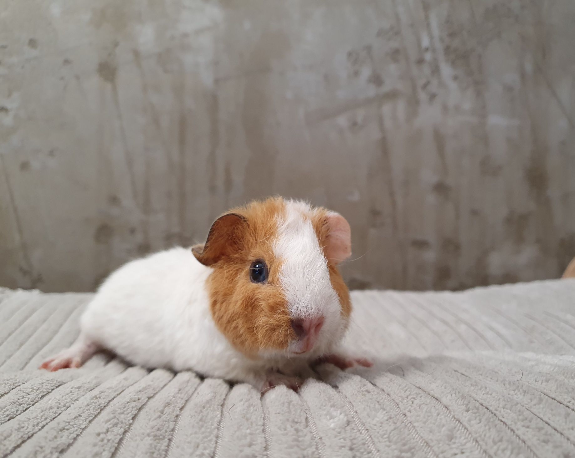 Świnka morska Us Teddy Samiec
