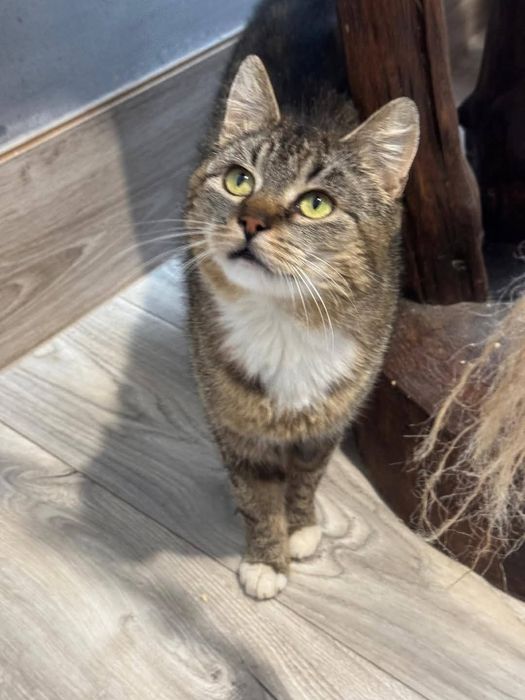 Kotka do adopcji. Westalka pragnie szczęścia