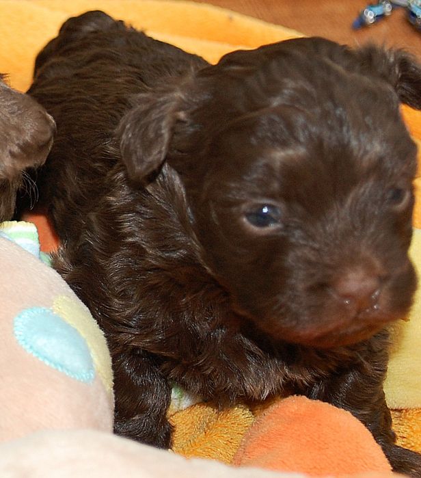 Rosyjska bolonka kolorowa ; piesek