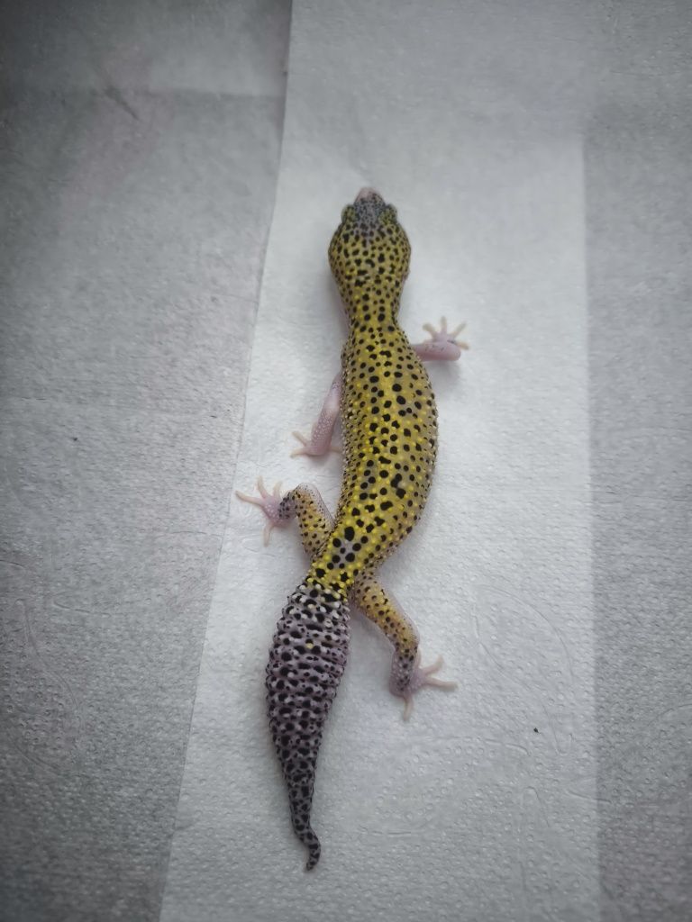 Mack Snow Eclipse het Blizzard het Tremper Albino gekon lamparci