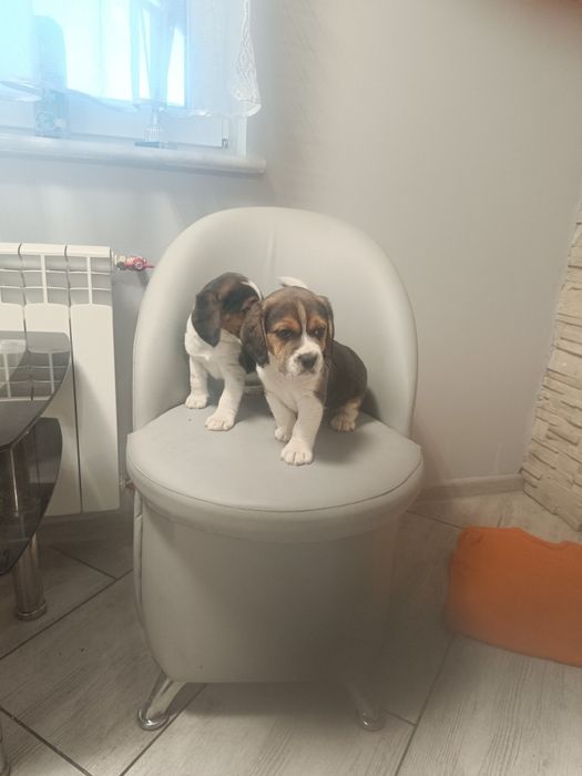 Beagle szczenie piesek