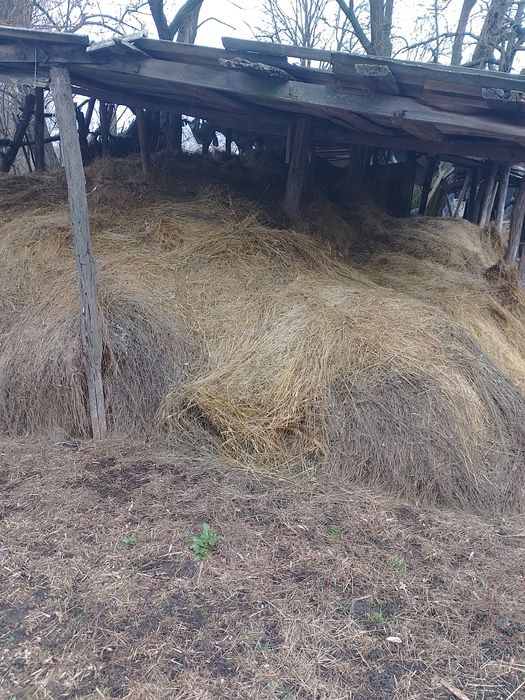 Продам Сино різнотрав'я ячмінь