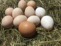 Домашні яйця із карпацьких курей