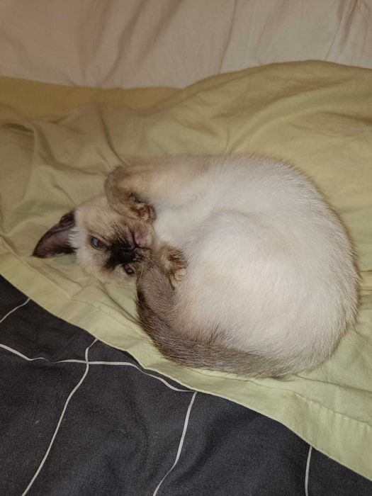 Três gatinhas para adoção responsável