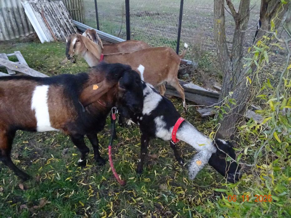 kozy anglonubijskie , kozioł anglonubijski, likwidacja stada