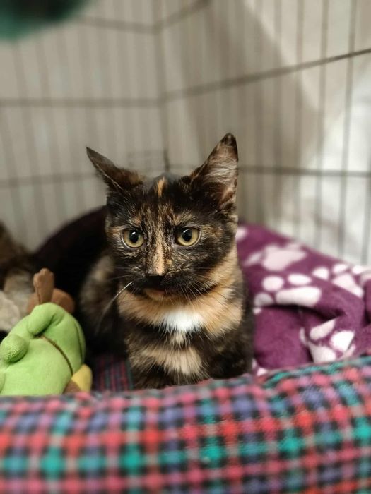 Zjawiskowa szylkretowa, 4 miesiące kotka