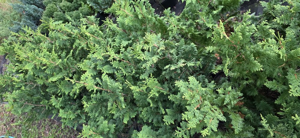 Tuje cyprysy jalowce