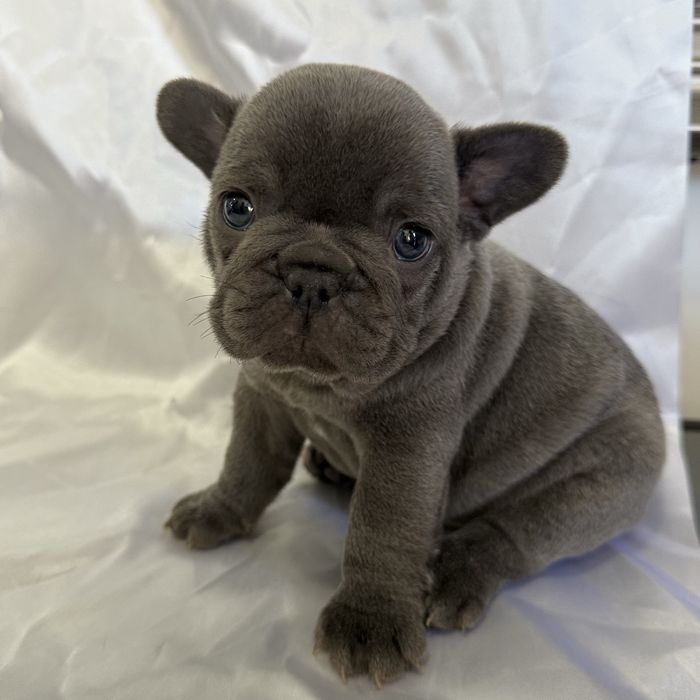 Menino Buldog Frances