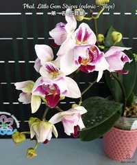 Орхидея Изнежена Сакура