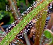 Rosiczka roślina owadożerna mięsożerna Drosera Andromeda prolifera