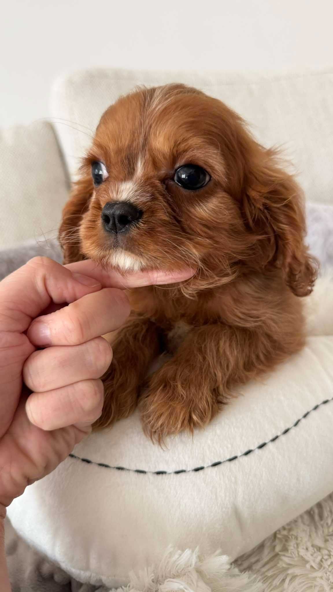 Chłopczyk Ruby Cavalier King Charles Spaniel z Rodowodem