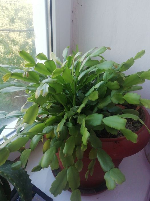 Рождественник веточки укорененные