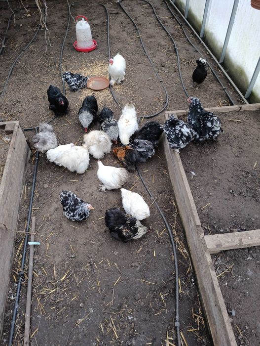 Kurczaki karzełek kochin, kochin miniaturowy