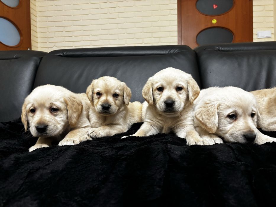 Labrador Retriever