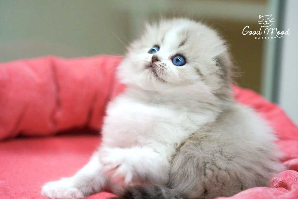 Блакитнооке породісте кошеня. Хайленд фолд.