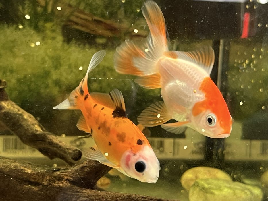 3 peixes de agua fria