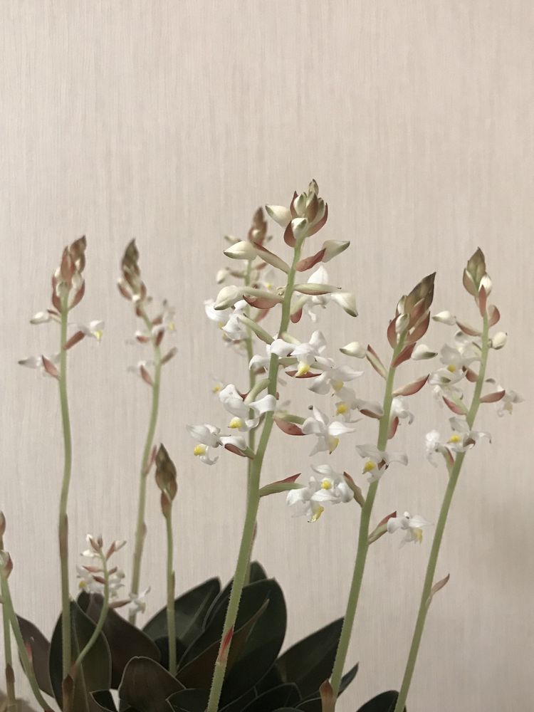 Орхідея Лудізія discolor var. nigrescens живці, та смугаста дісколор