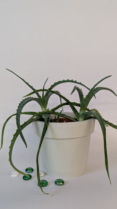 Алое Вера,дві молоді рослини