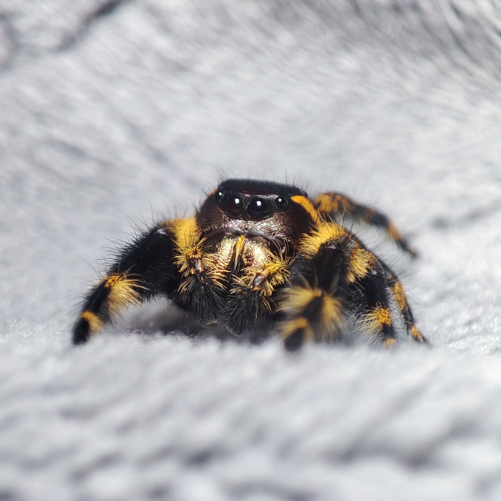 Skakun / Phidippus Otiosus L5