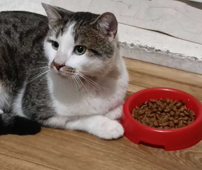 ТЕРМІНОВО! Подаруйте мені ДІМ! Я милий і лагідний!