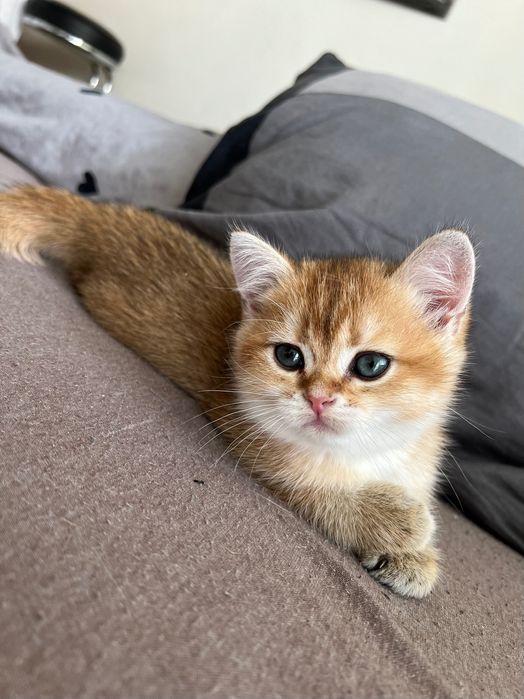 Британська золота Шиншила Котик