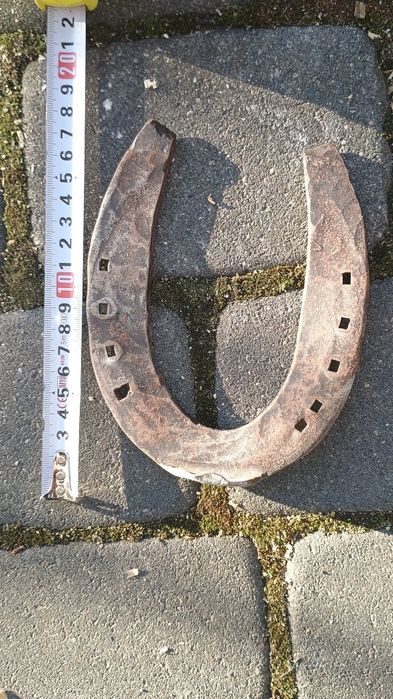 Podkowa końska, około 16 cm