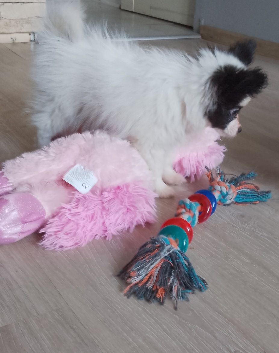 Papillon piesek gotowy do odbioru