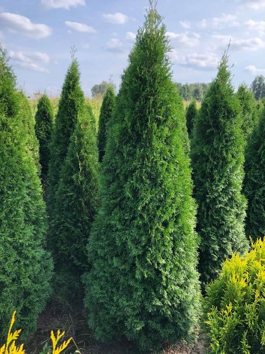 Tuja szmaragd, tuje, thuja szmaragd do 250 cm!