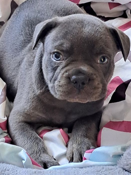 Szczeniak buldog francuski szuczka