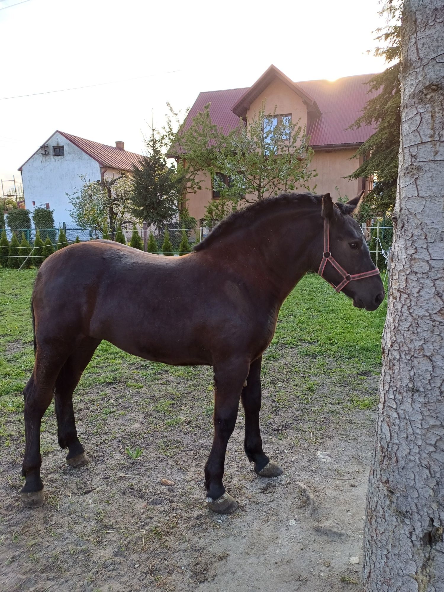 Zimnokrwista źrebica kara