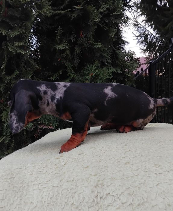 Suczka jamnik miniaturowy merle