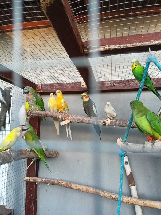 Ptaki kolorowe sprzedam likwidacja.