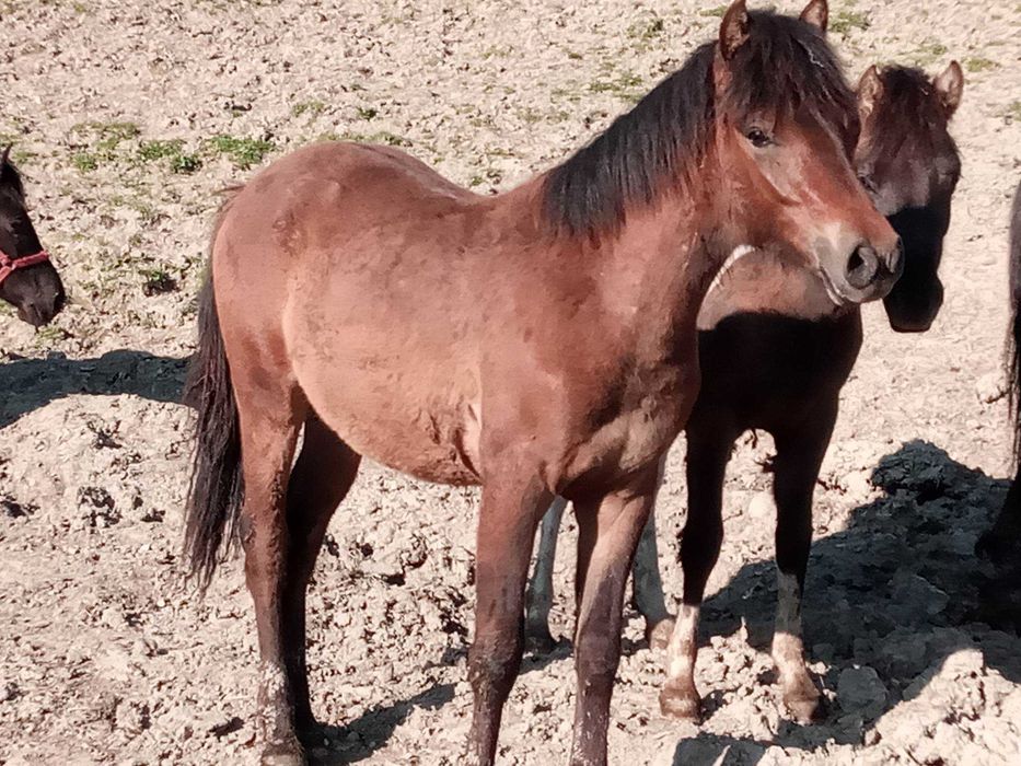 Sprzedam Ogierka Huculskiego