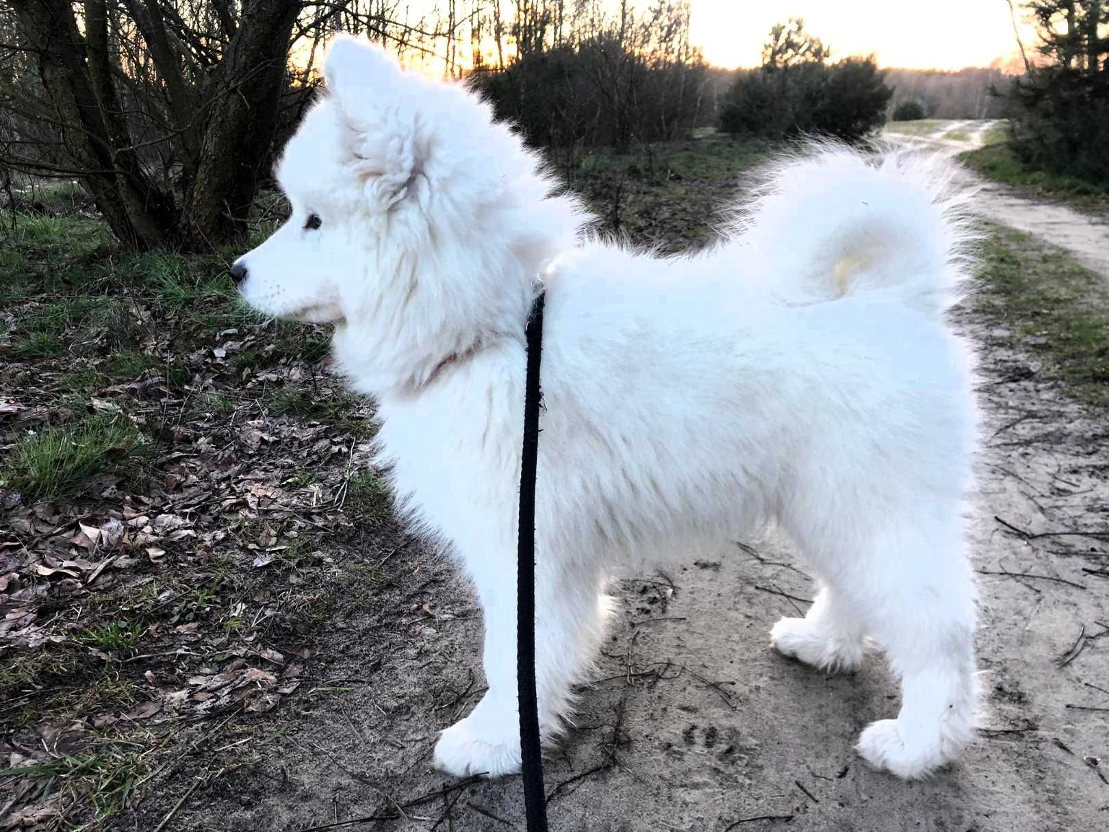 Samoyed FCI po badanych rodzicach - Champion ZKwP