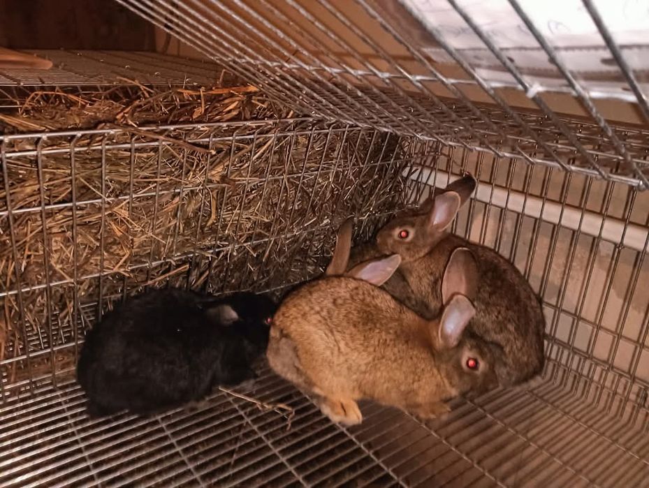 Coelhos de várias raças