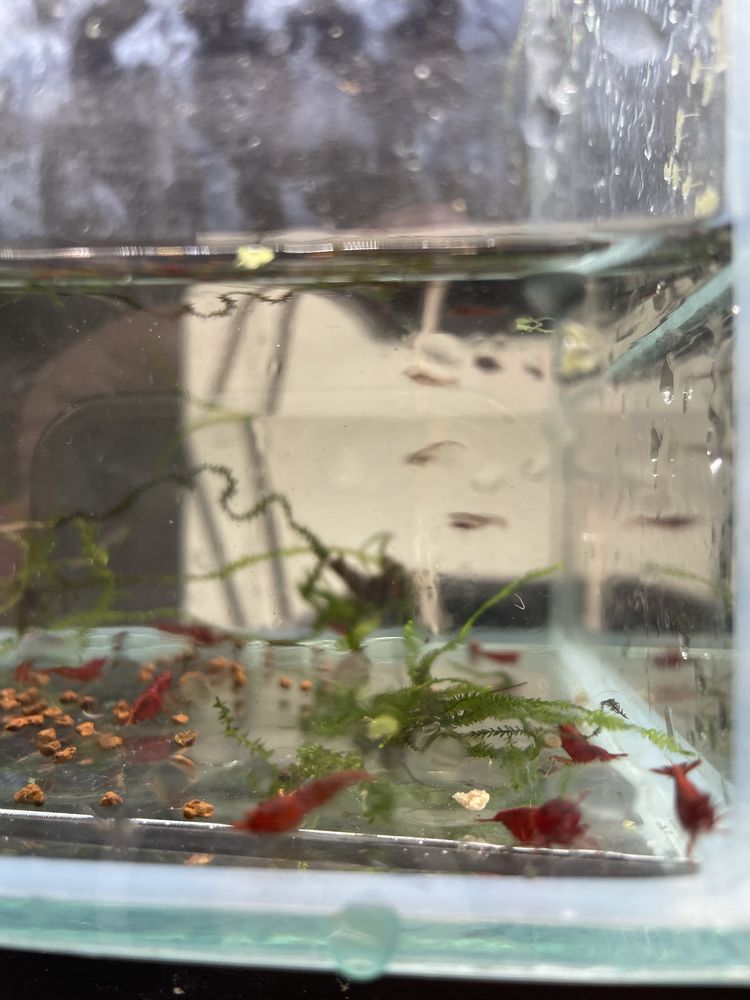 Neocaridinas Red Cherry