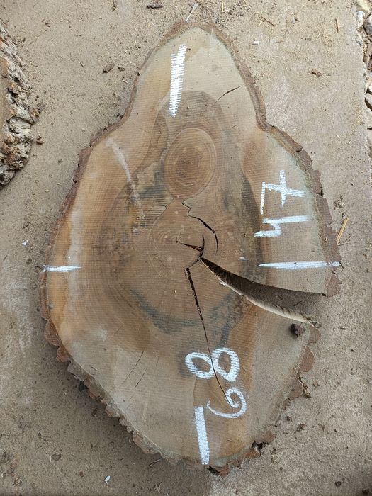 Plastry jesionowe i z orzecha włoskiego, suche  na stoliki itp.