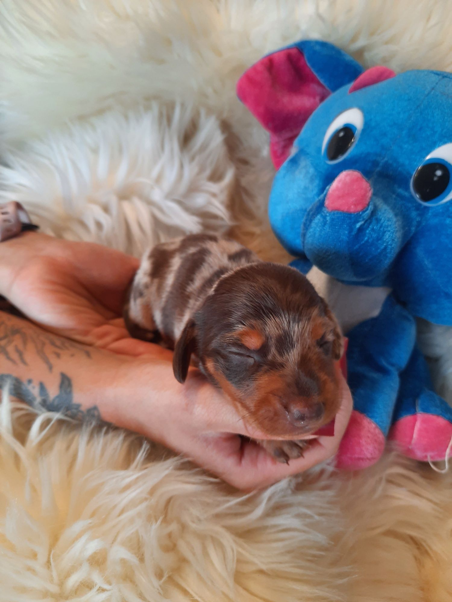 **Jamnik miniaturowy **piesek choco merle do rezerwacji