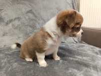 Chihuahua piesek