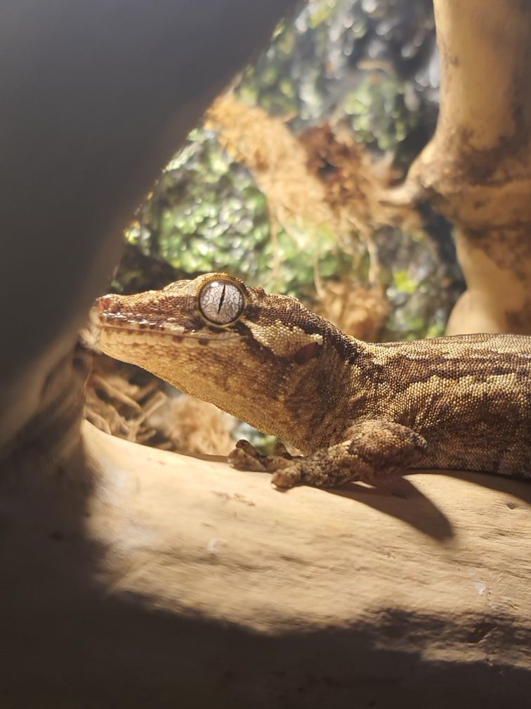 Продам малышей ушастого бананоеда Rhacodactylus auriculatus)