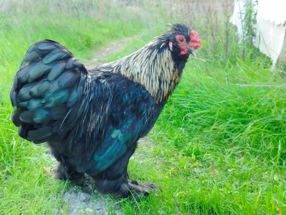 Garnizos Pekim/Sedosa