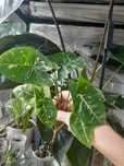 Syngonium aurea yellow variegata  emerald gem panda  i inne