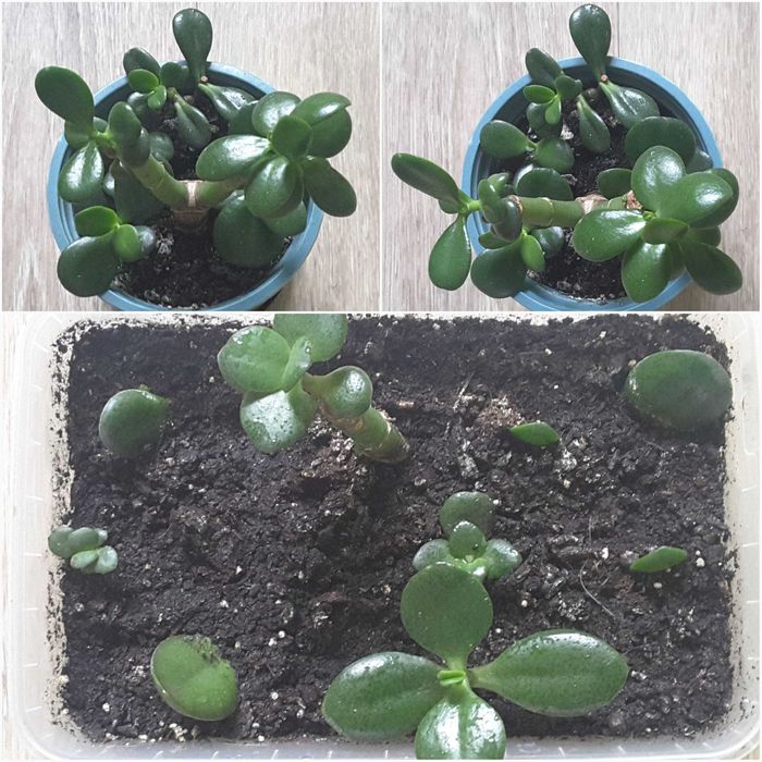 Суккуленты - ХАВОРТИЯ, ТОЛСТЯНКА (Денежное дерево) и др.