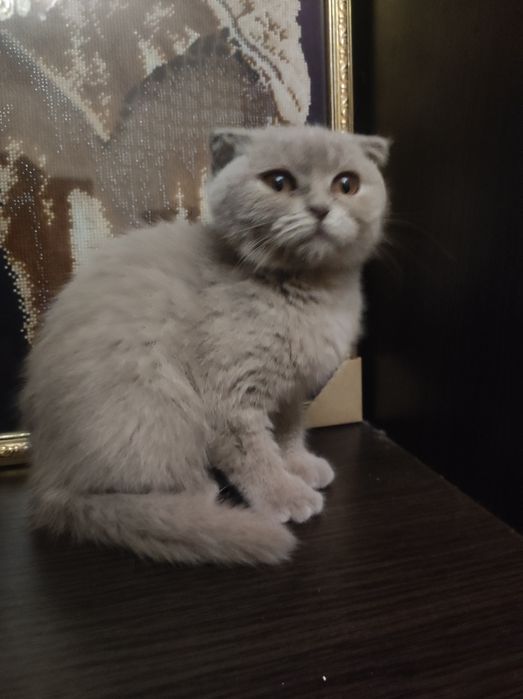 Киця муркиця фолд, Висловуха, 3 міс