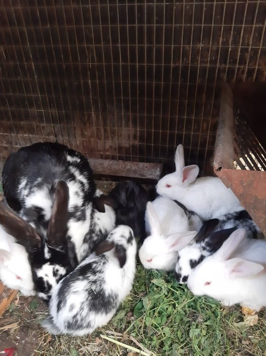 Кроленята та дорослі кролі