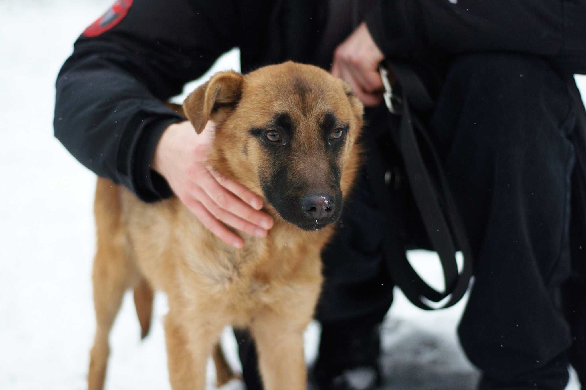 DONALLA - delikatna i młodziutka sunia marnieje w schronisku