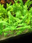 Cryptocoryna wendii green