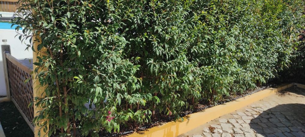 Plantas para sebes e outras