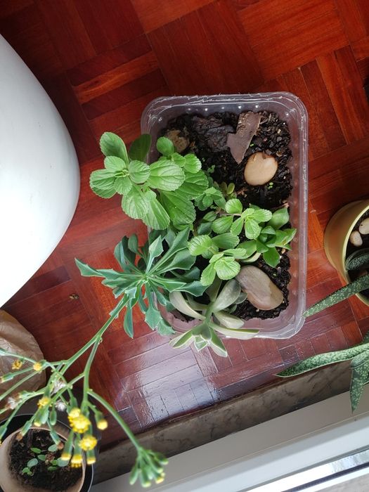 Plantas em vaso, algumas são suculentas